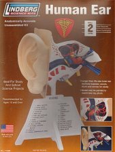 1/1 Human Ear 1/1 Human Ear